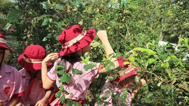 <em>é Cà Pháo đang tìm những quả táo chín trên cây.</em>