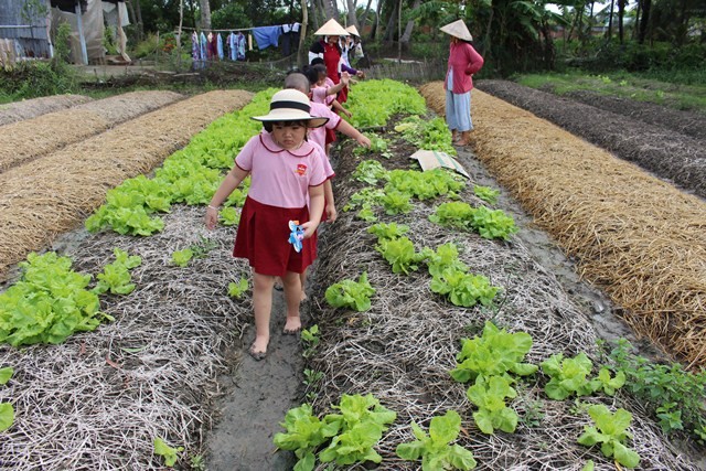Bé khối Kindy 3 quan sát và nhổ rau cùng với Bác làm vườn
