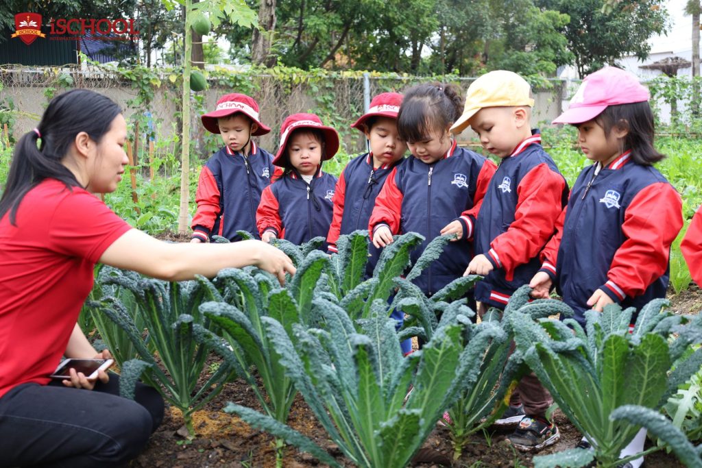 iSCHOOL CẨM PHẢ | DỰ ÁN “KHU VƯỜN CỦA BÉ”- VƯỜN RAU XANH- KHỐI KINDY 3