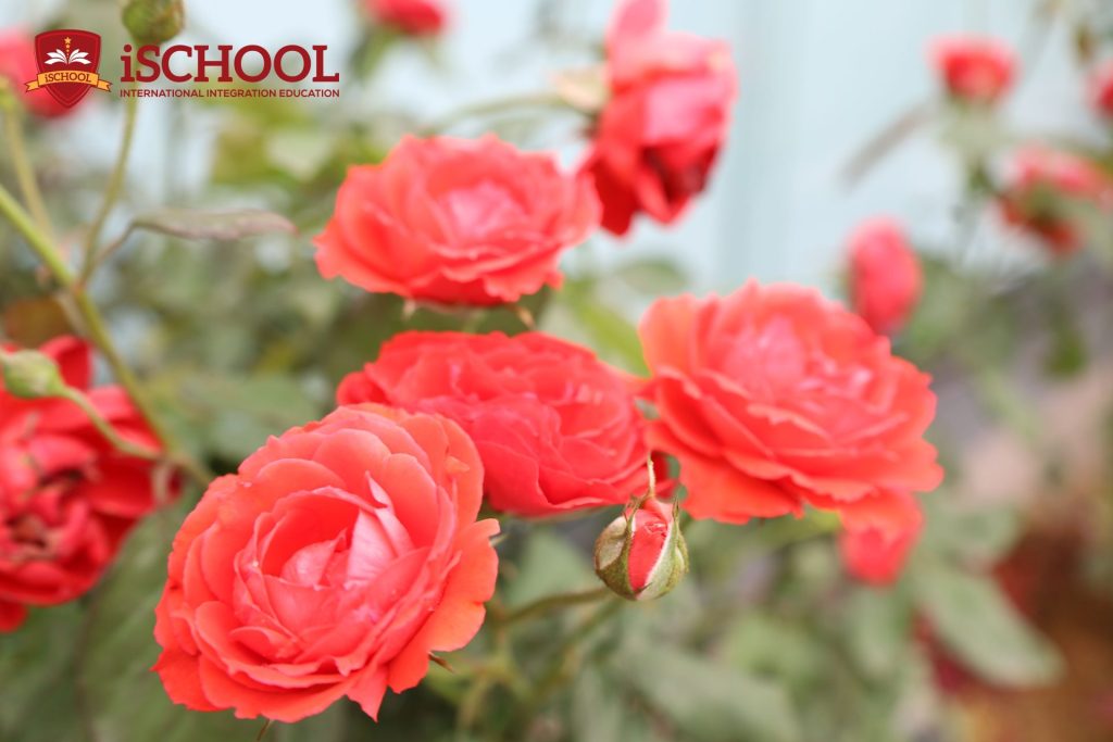 iSCHOOL CẨM PHẢ NGẬP TRÀN SẮC HOA