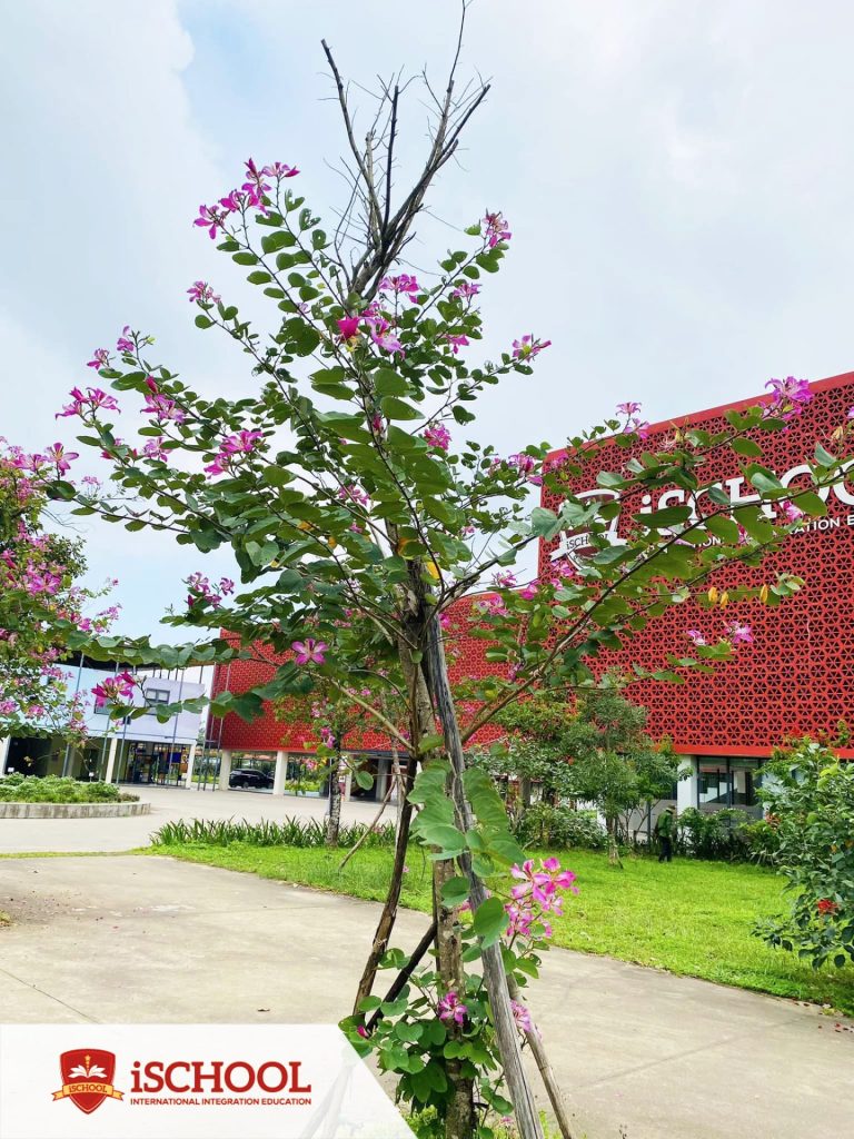 iSchool Quảng Trị trồng và chăm sóc cây xanh chào mừng kỷ niệm 15 năm thành lập hệ thống iSchool.
