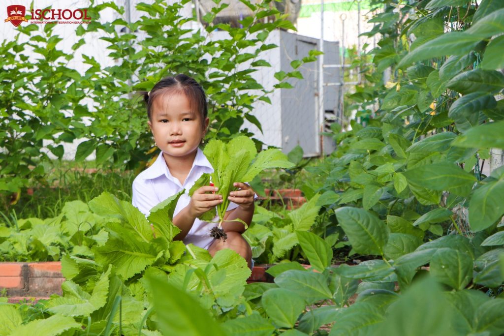 VƯỜN RAU CỦA BÉ TẠI iSCHOOL TRÀ VINH