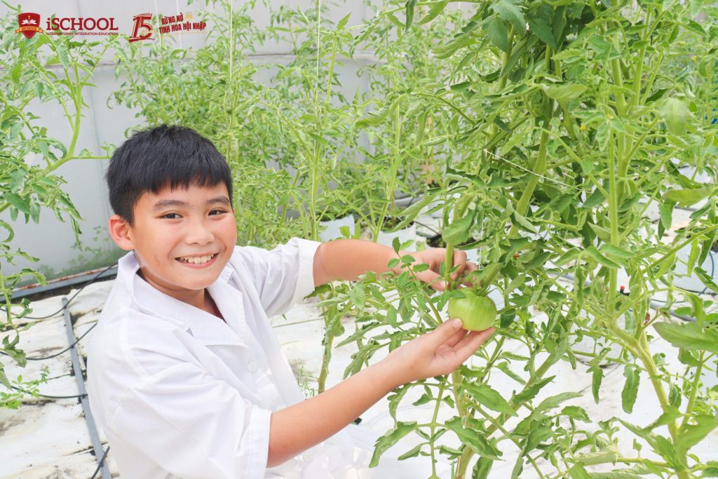 Vườn cà chua Black Krim là tâm huyết của thầy và trò tại trường iSchool Long An