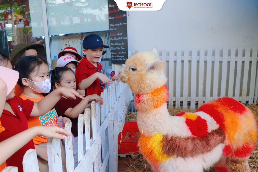 iSers Tiểu học iSchool Bạc Liêu Tham Quan Trang Trại Cừu – Trải Nghiệm Thực Tế Đầy Hứng Khởi